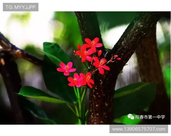 紫薇自信夺冠 柯林斯看高芙为关键